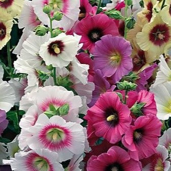 Hollyhock 'Halo Mix'