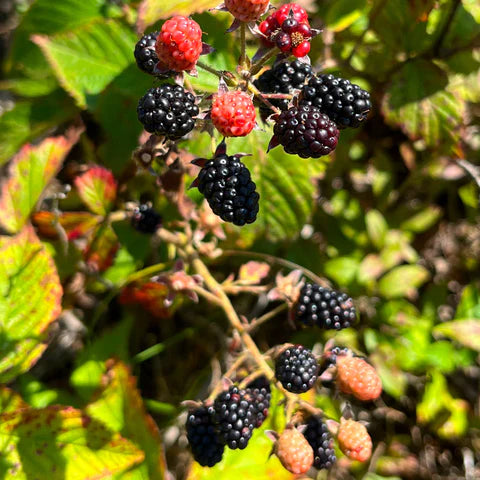  Allegheny Blackberry