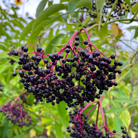 White elderberry