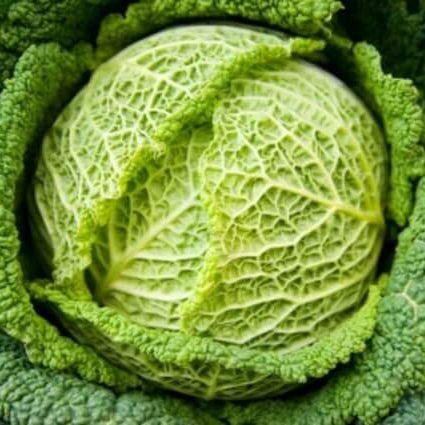 Cabbage 'Savoy Chieftain' 