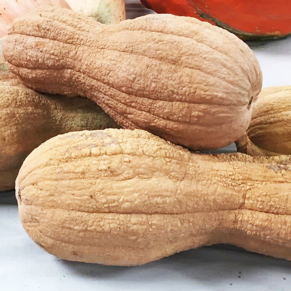 Courge 'Butternut Zucca'