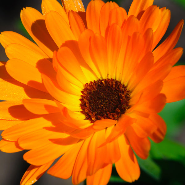 Calendula Costa™ Mélange