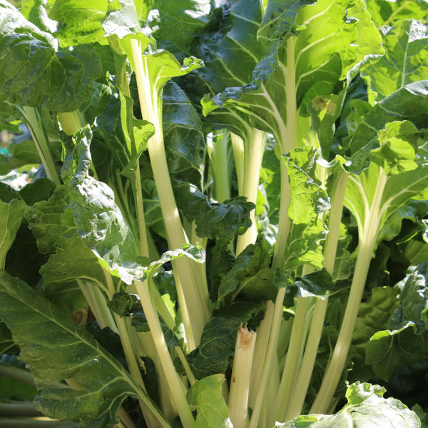 Organic Swiss Chard 'Fordhook'