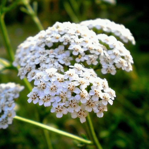 White Yarrow