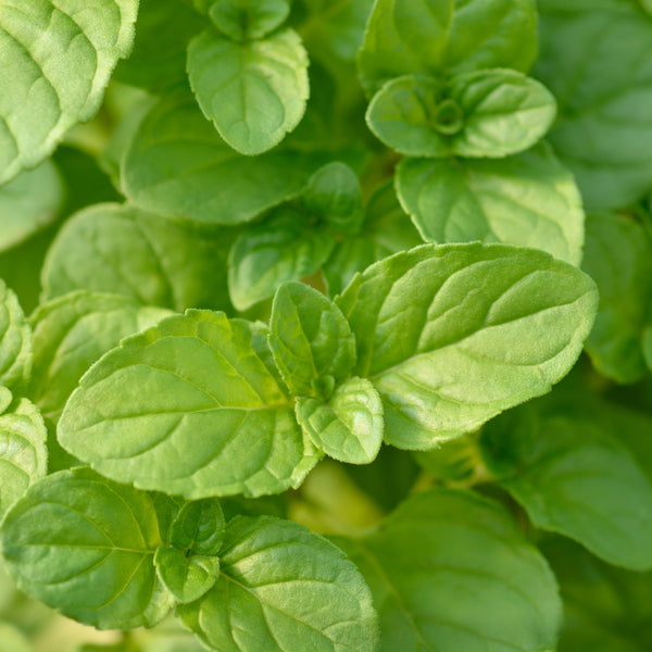 Lemon Basil