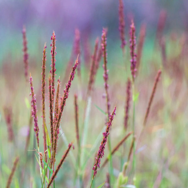 Gerard’s Beard-grass