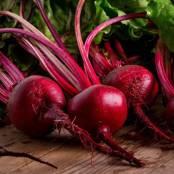 Organic 'Bull's blood' beetroot