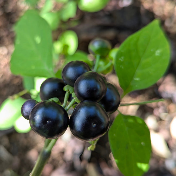 Garden Huckleberry organic