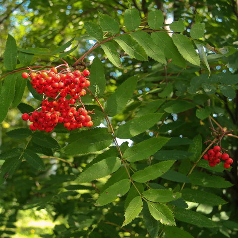 American Mountain Ash