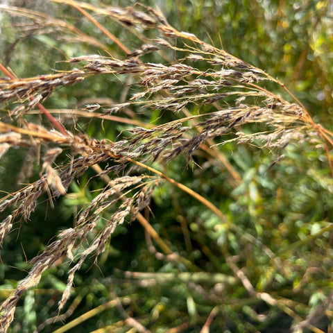 Indiangrass