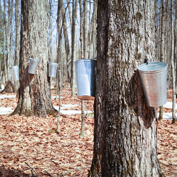 Tree Seed 'Sugar Maple'