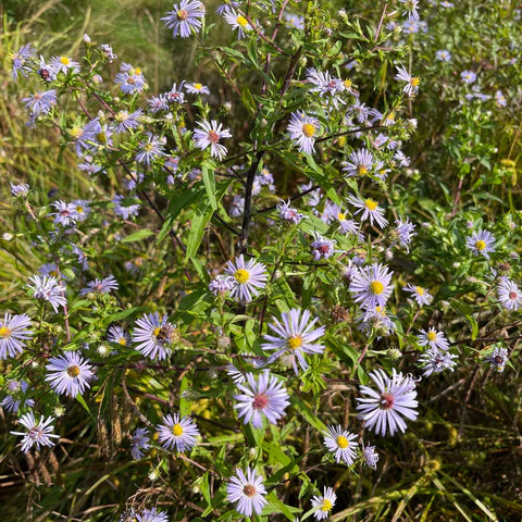 Swamp Aster