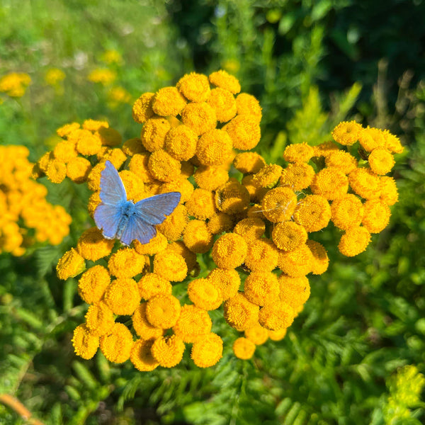 Common Tansy