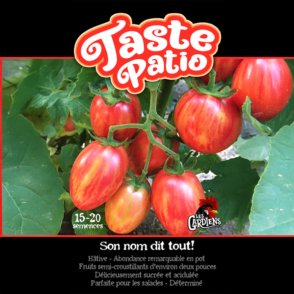 Tomate 'Taste Patio'