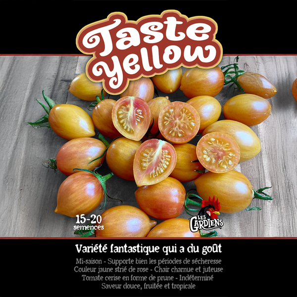 Tomato 'Taste Yellow'