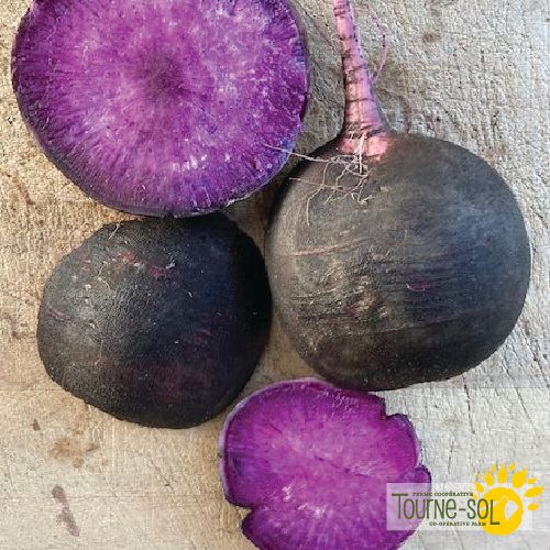 Black Amethyst Winter Radish