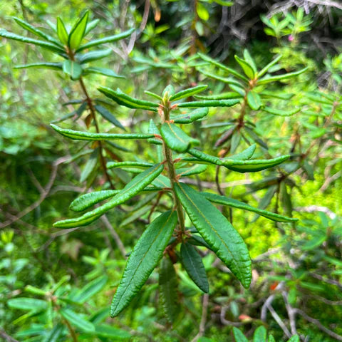 Labrador Tea