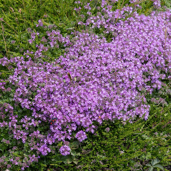 Creeping thyme