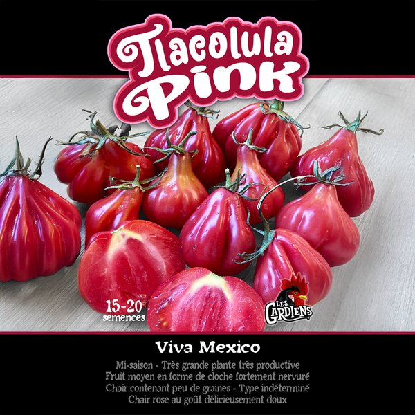 Tomate 'Tlacolula Pink'