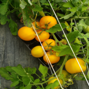 Tomate jaune 'Taxi' bio