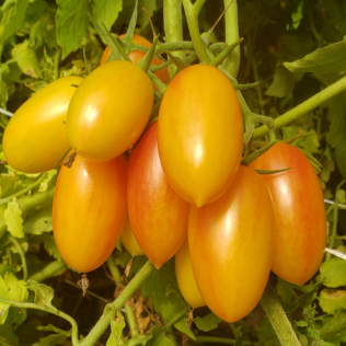 Organic 'Blush' Elongated Marbled Cherry Tomato