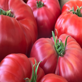 Organic pink tomato 'Brandywine Sudduth's'