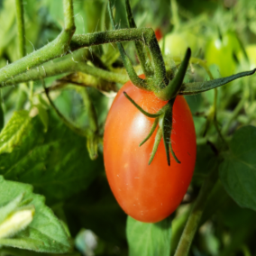 Organic red cherry tomato 'Cherry Falls'