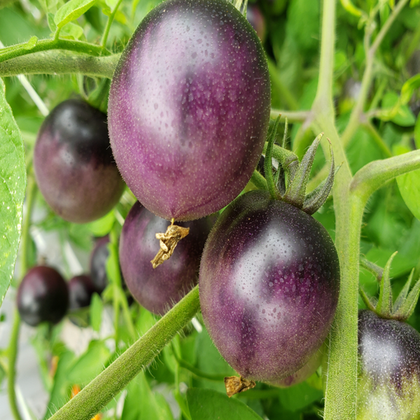 Organic cherry tomato 'Dancing with Smurfs'