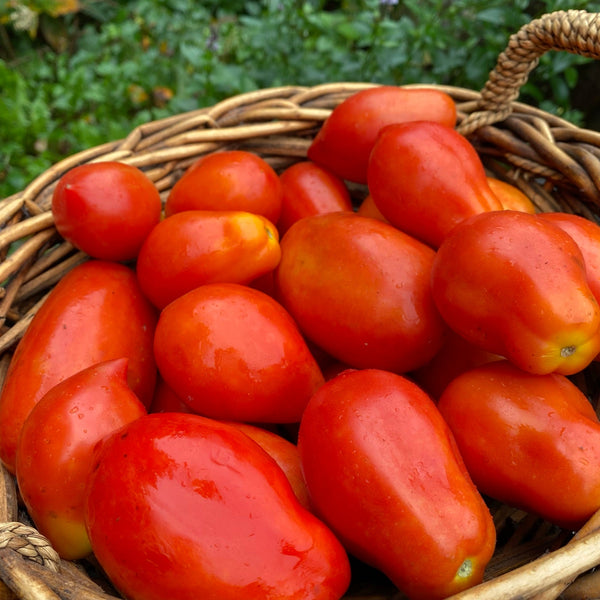 Organic Italian Mixed Tomatoes