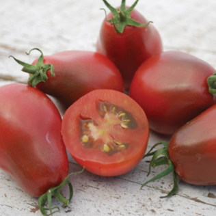 Organic 'Evan's Purple' Tomato