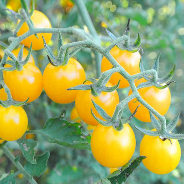 Organic yellow cherry tomato 'Igleheart'