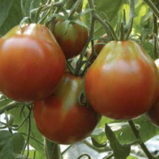 Organic 'Japanese Black Trifele' tomato