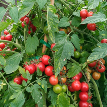 Organic pink cherry tomato 'Mini-Rose'