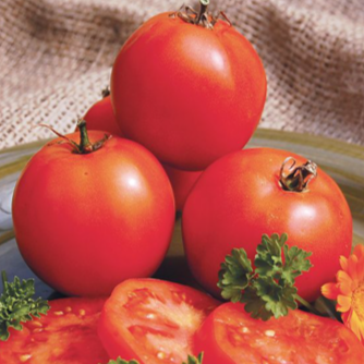 Organic 'Mountain Princess' tomato