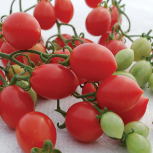 Organic pink cherry tomato 'Pink Champagne'