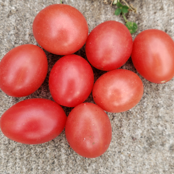 Organic Pink Million Cherry Tomato