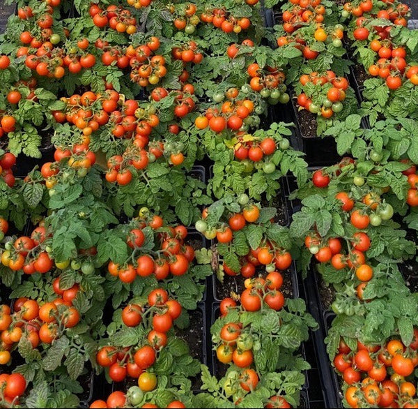 Tomate Cerise ‘Red Robin’ bio