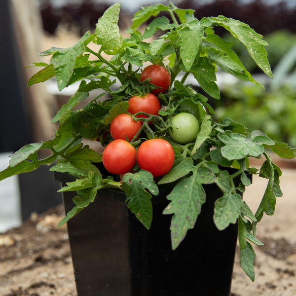 Organic cherry tomato 'Rosy Finch'