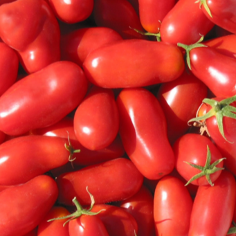 Organic Italian Tomato 'San Marzano'