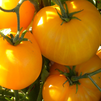 Organic yellow tomato 'Sean's Yellow'