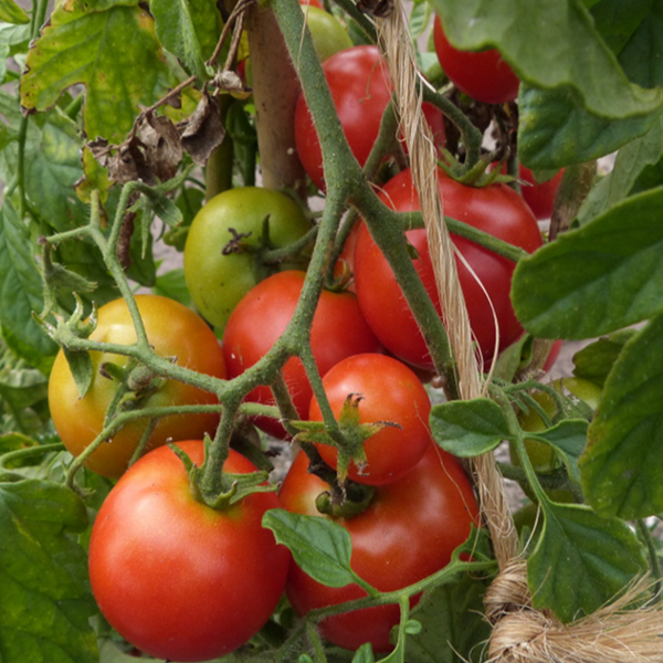 Organic 'Sub Arctic' Tomato