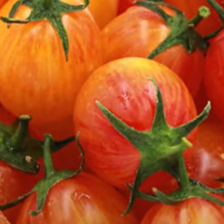 Organic 'Sunrise Bumblebee' Marbled Cherry Tomato