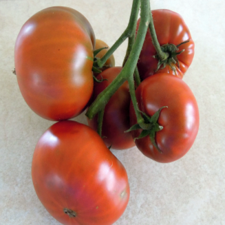 Organic 'Tasmanian Chocolate' tomato