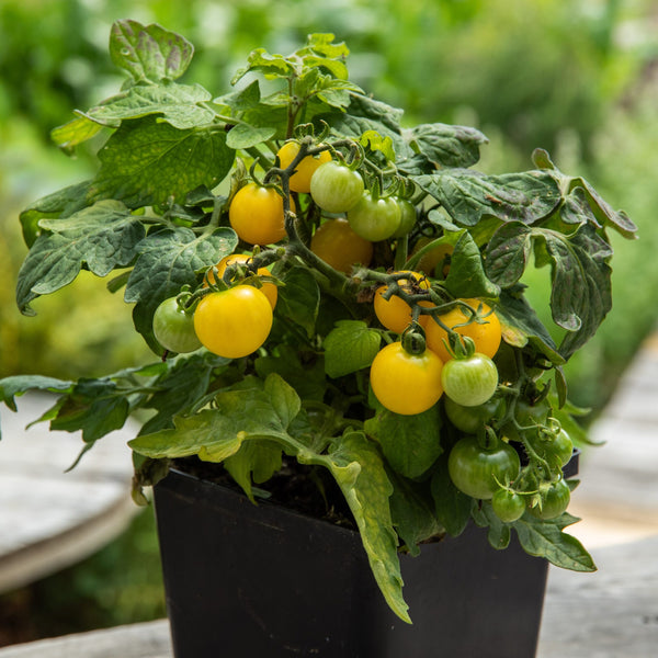 Organic cherry tomato 'Yellow Canary'