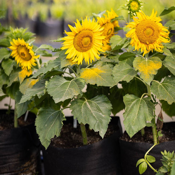 Dwarf sunflower 'Eclipse' organic