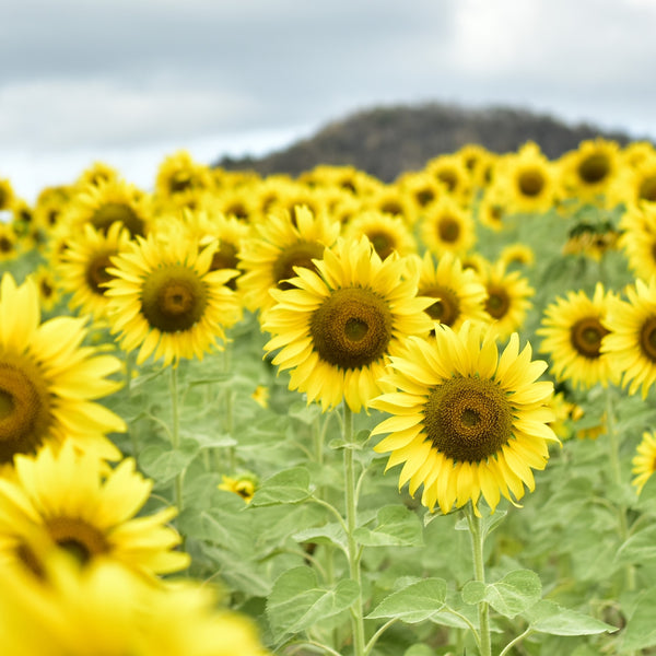 Sunflower King Kong F1