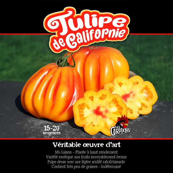 Tomate 'Tulipe de Californie'