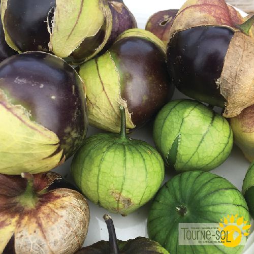 Purple Tomatillo