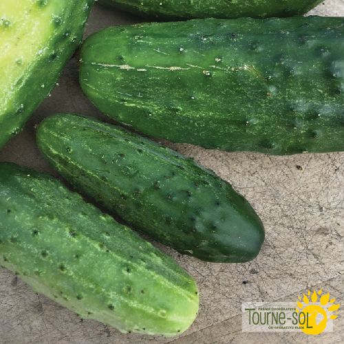 'National Pickling' Gherkin Cucumber