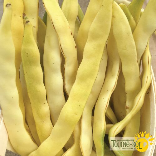 Yellow climbing bean 'Gold Marie'